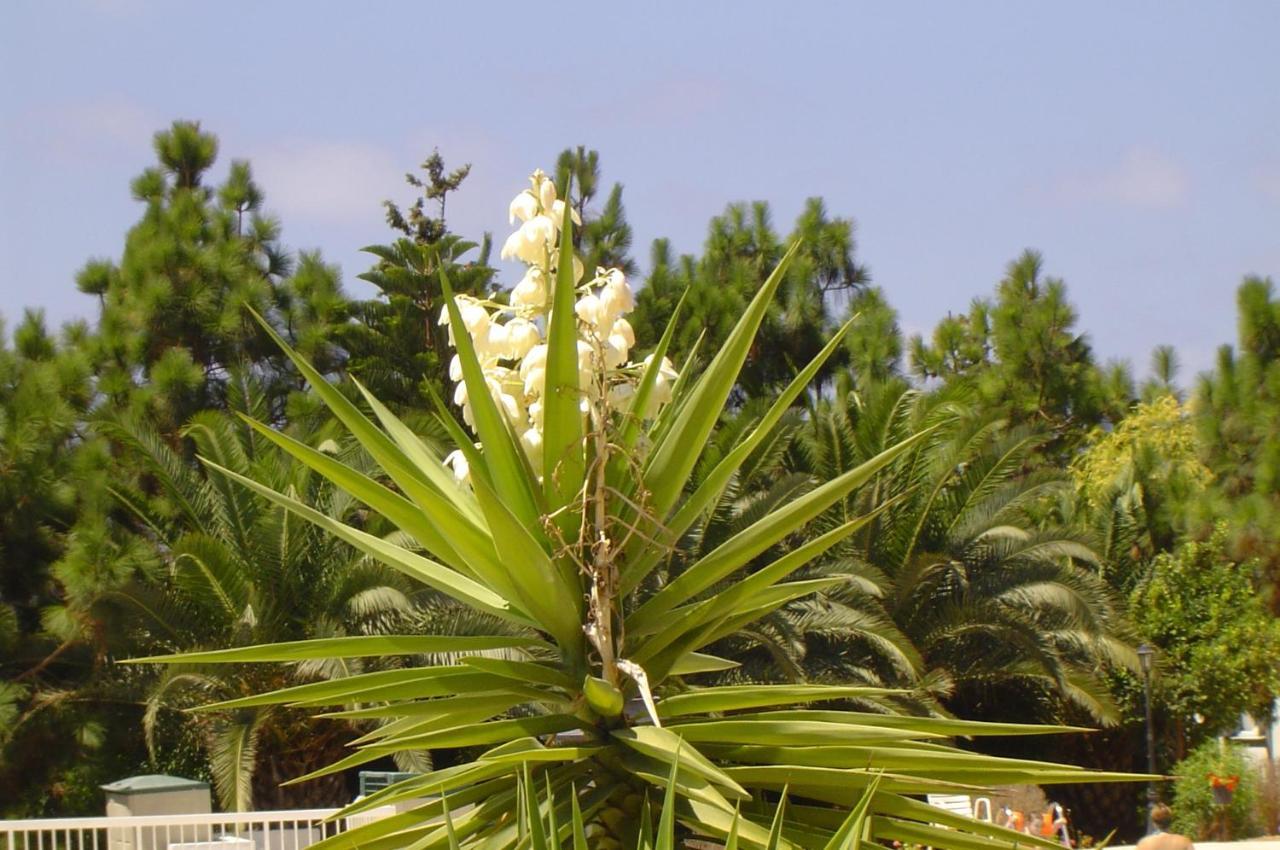 Ikaria Village Maisonette 10 Klorakas Dış mekan fotoğraf